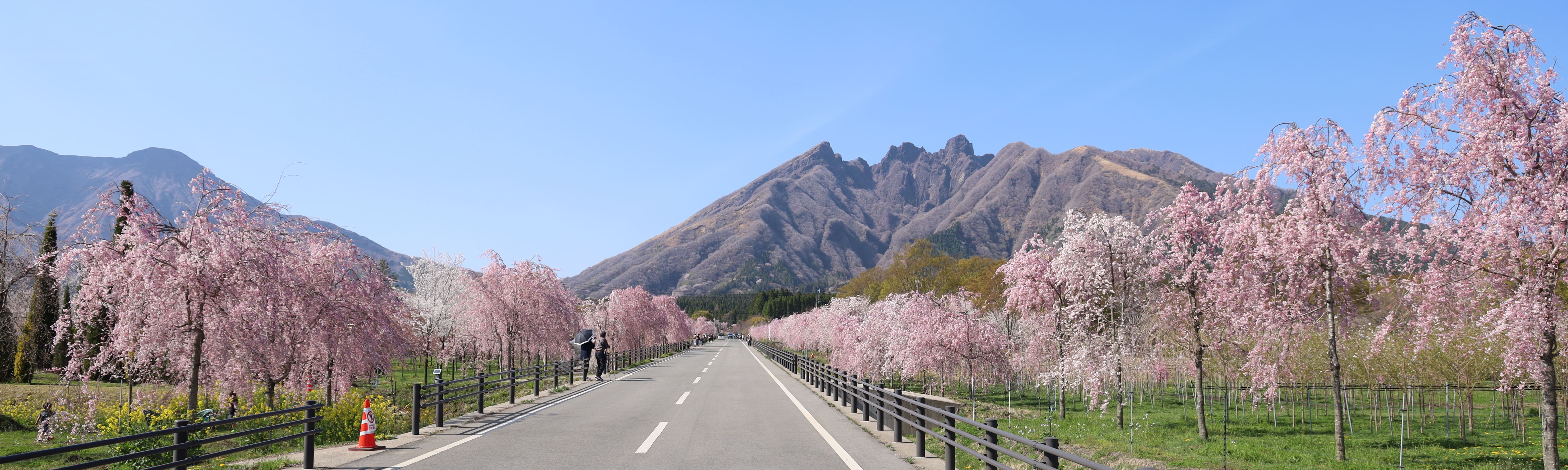 サクラミチの風景