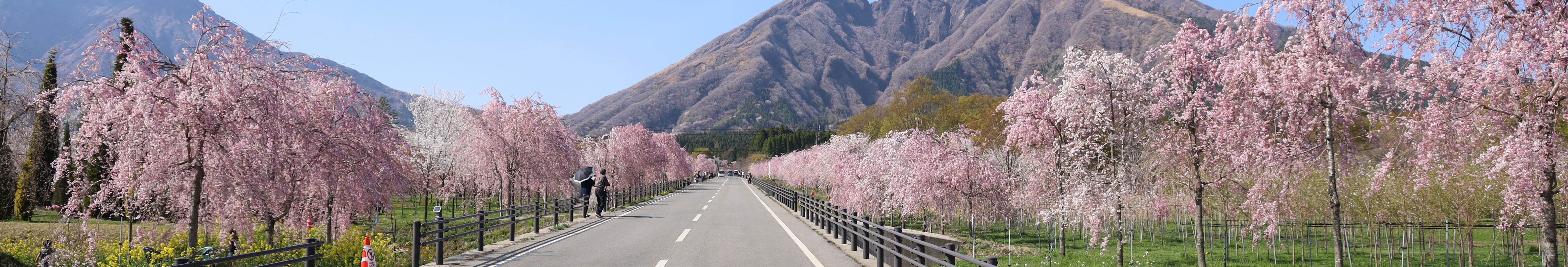 満開の桜が咲き誇るサクラミチ