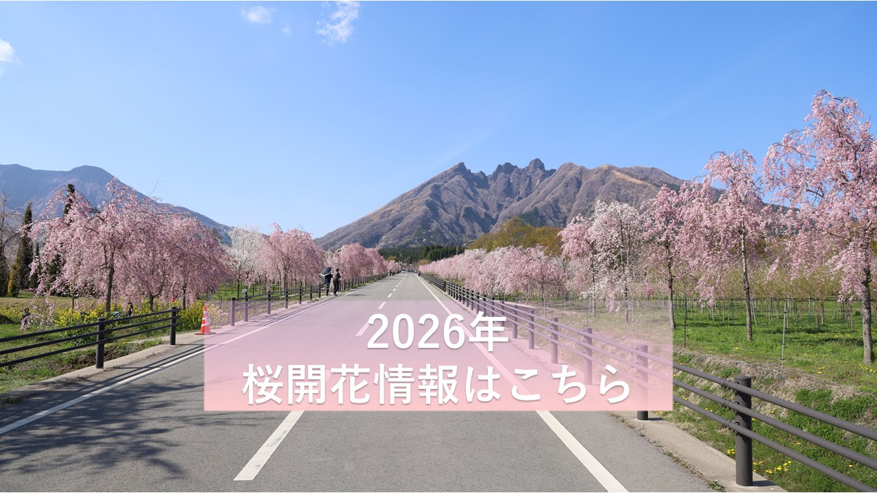 サクラミチの風景（開花情報付き）