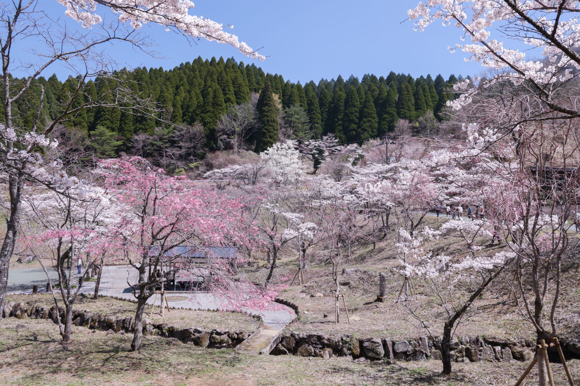 千本桜の風景