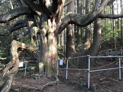 高森殿の杉の画像1