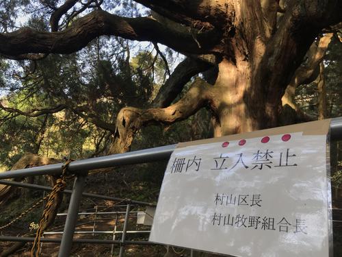 高森殿の杉の画像3