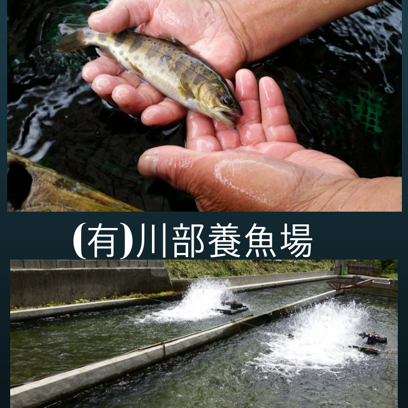 川部養魚場の画像