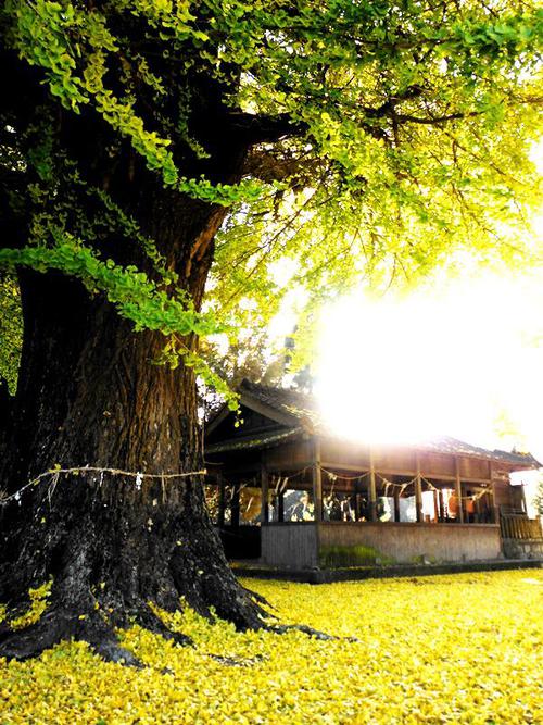 津留 年之神社の銀杏の画像2