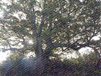 山鳥の御館女の森（タブの木）の画像