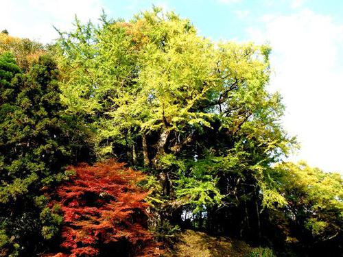 高尾野阿弥陀堂の大銀杏の画像2