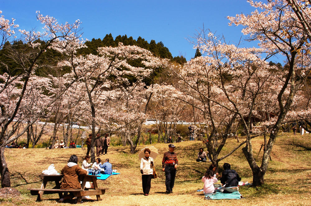 高森峠千本桜（高森自然公園）の画像1