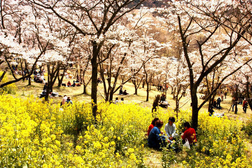 高森峠千本桜（高森自然公園）の画像4