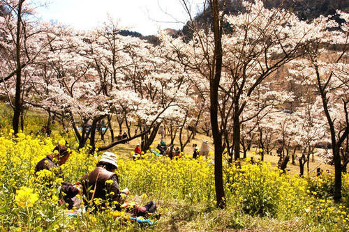 高森峠千本桜（高森自然公園）の画像5