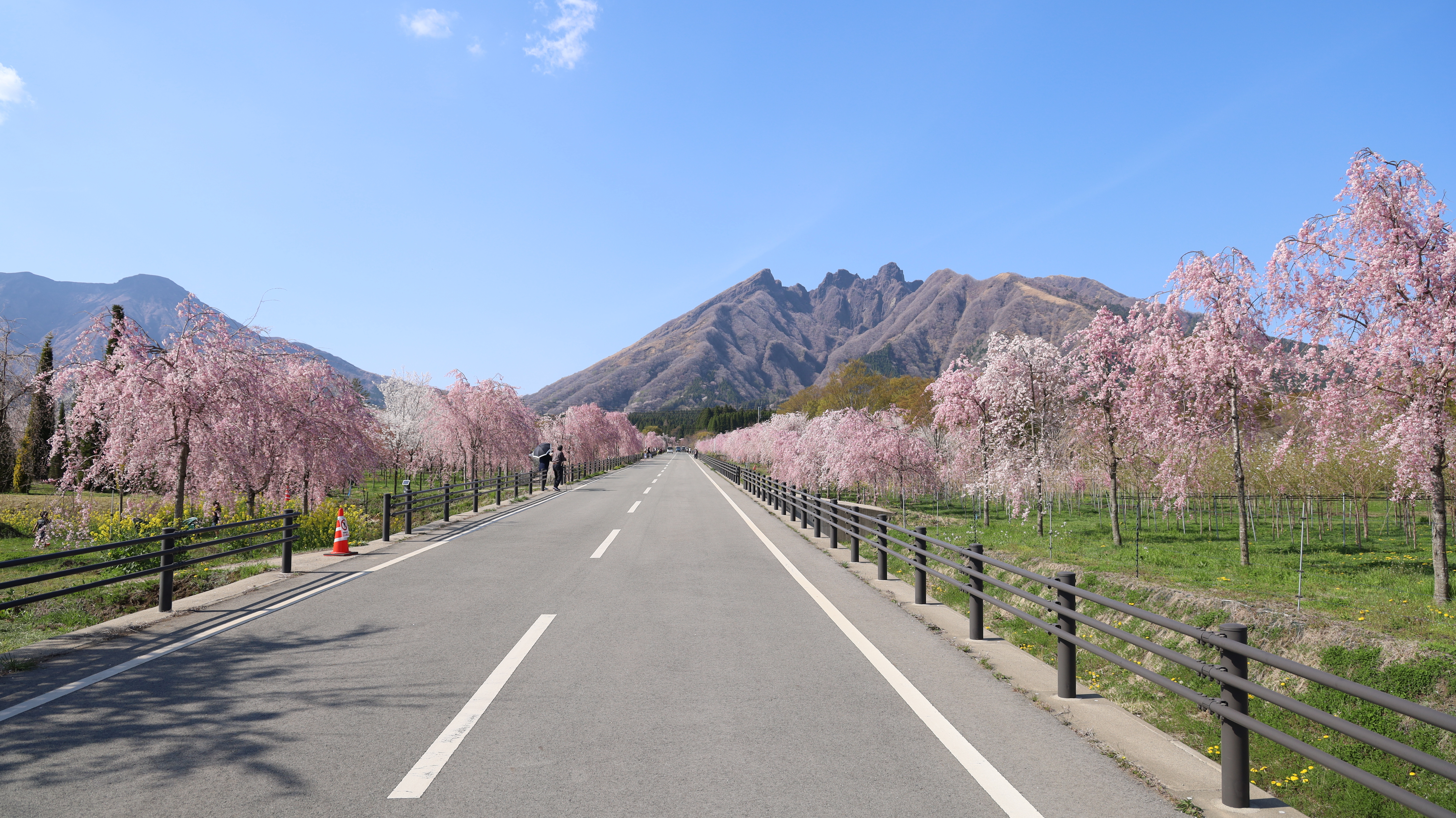 サクラミチの風景画像