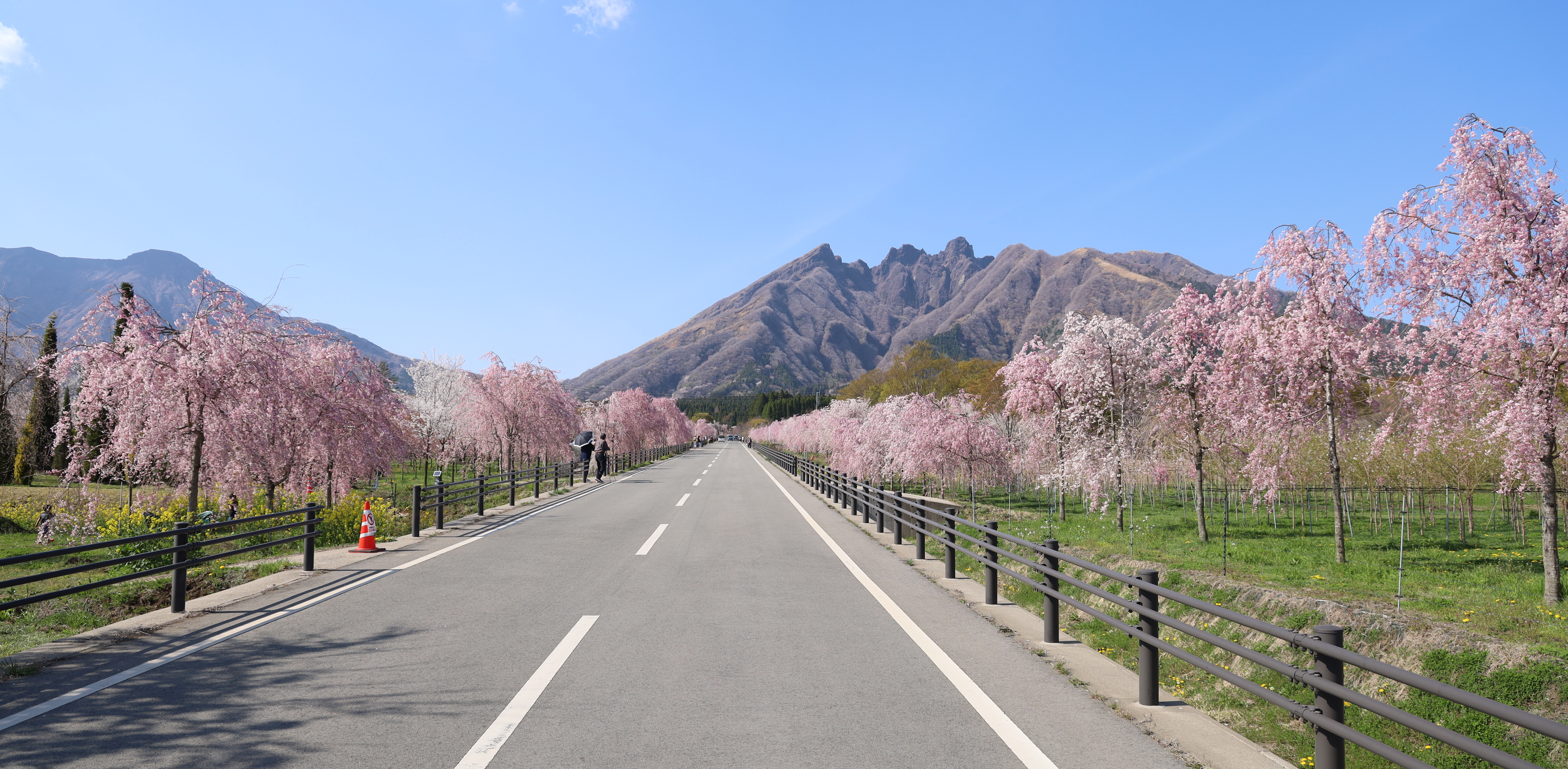 サクラミチの風景写真